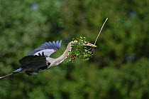 Great blue heron {Ardea herodias} flying with nesting material in beak, USA