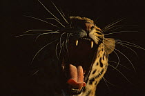 Leopard yawning {Panthera pardus} captive, occurs in Africa