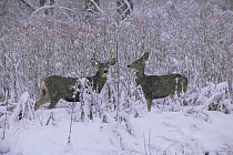 Mule deer {Odocoileus hemionus} pair in snow, Colorado, USA