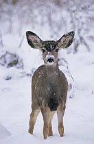 Mule deer {Odocoileus hemionus} female in snow, Colorado, USA