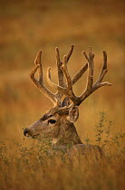 Mule deer {Odocoileus hemionus} stag in velvet, resting, USA