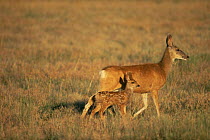 Mule deer {Odocoileus hemionus} female with fawn, Colorado, USA