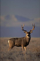 Mule deer {Odocoileus hemionus} stag, Colorado, USA