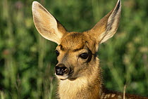 Mule deer {Odocoileus hemionus} fawn portrait, Colorado, USA