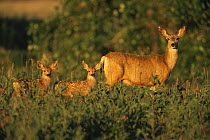 Mule deer {Odocoileus hemionus} female with two fawns, Colorado, USA