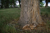 Mule deer {Odocoileus hemionus} fawn left by mother to rest next to tree, Colorado, USA