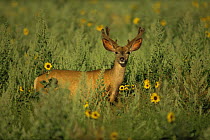 Mule deer {Odocoileus hemionus} young male in grass with sunflowers, Colorado, USA