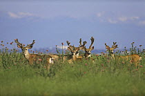 Mule deer {Odocoileus hemionus} group of males in velvet, Colorado, USA