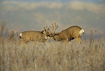 Mule deer {Odocoileus hemionus} males fighting, Colorado, USA