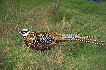 Reeve's pheasant {Syrmaticus reevesii} male, captive, from N China