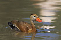 Black bellied whistling duck {Dendrocygna autumnalis} male, captive, from Central and South America