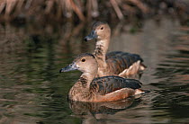 Indian whistling duck {Dendrocygna javanica} pair, captive, from Asia