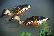 Wandering whistling duck {Dendrocygna arcuata arcuata} East Indian race, pair, captive, from SE Asia