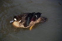 Bronze winged duck {Speculanas specularis} male bathing, captive, from South America