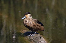 Hottentot teal {Anas hottentota} captive, from central and southern africa