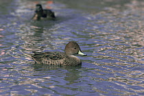 Sharp winged teal (Anas flavirostris oxyptera) native to Andes, South America, Captive