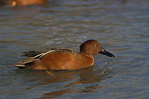 Cinnamon teal {Anas cyanoptera septentrionalium} northern race, male, catpive, from north and central america