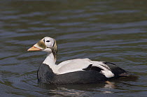 Spectacled eider duck {Somateria fischeri} male, captive, from Arctic