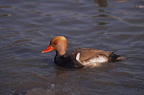 Red crested pochard {Netta ruffina} male, captive, from Eastern europe and Asia