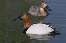 Canvasback duck {Aythya valisineria} male with female behind, captive, from North America