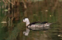 Cotton pygmy goose, male (Nettapus coromandelianus) native to Asia and Australia, Captive