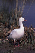 Ross' goose {Chen rossii} captive, winters in canadian arctic, breeds in California