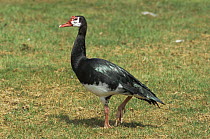 Spur winged goose {Plectropterus gambensis niger} black race, male, captive, from southern Africa