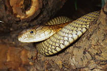 King cobra {Ophiophagus hannah} female, captive, from Asia