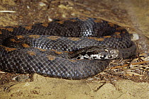 Armenian viper {Vipera raddei} captive, from middle east,