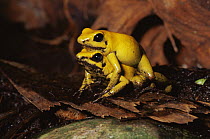 Black legged poison dart frog {Phyllobates bicolor} pair mating, captive, from Colombia