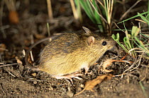 Preble's meadow jumping mouse {Zapus hudsonius preblei} Colorado, USA, Endangered