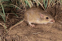 Hispid pocket mouse {Perognathus hispidus} Colorado, USA