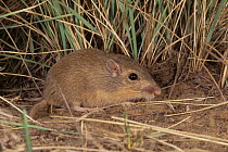 Hispid pocket mouse {Perognathus hispidus} Colorado, USA
