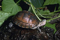 Malaysian box turtle {Cuora amboinensis} captive, from SE Asia