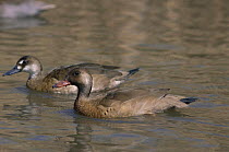 Brazilian teal {Amazonetta brasiliensis} male with female behind, captive, from Eastern South America