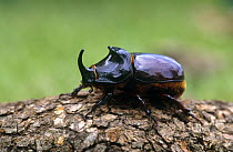 Rhinoceros beetle (Oryctes nasicornis) on log, Alicante, Spain