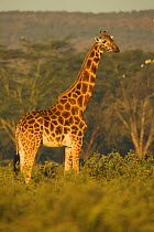 Rothschild's Giraffe (Giraffa camelopardalis rothschildi) Lake Nakuru NP, Kenya