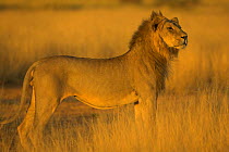 African Lion (Panthera leo) porfile portrait Samburu NP, Kenya