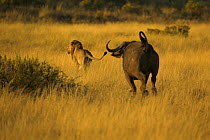 Male African Lion {Panthera leo} chased by Buffalo, Samburu NP, Kenya