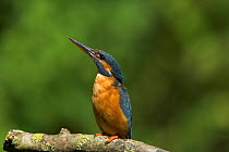 European Kingfisher (Alcedo atthis) aggressive display at intruder (note: absence of white cheek patch) UK