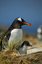 Gentoo penguin with young (Pygoscelis papua) Falkland Islands