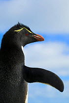 Rockhopper penguin (Eudytes crestatus) Falkland Islands