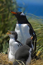 Gentoo penguin with chicks in nest (Pygoscelis papua) Falkland Islands