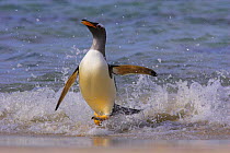 Gentoo penguin coming ashore (Pygoscelis papua)Falkland Islands