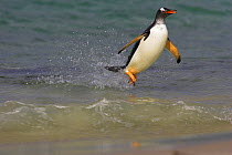 Gentoo penguin coming ashore (Pygoscelis papua)Falkland Islands