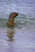 South American / Patagonian sea lion (Otaria flavescens) Falkland Islands