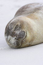 Young Southern Elephant Seal sleeping (Mirounga leonina) Falkland Islands