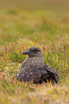 Antarctic / Falkland skua on nest (Stercorarius antarcticus) Falkland Islands