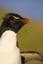 Rockhopper penguin (Eudyptes chrysocome) Falkland Islands