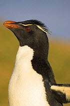Rockhopper penguin (Eudyptes chrysocome) Falkland Islands